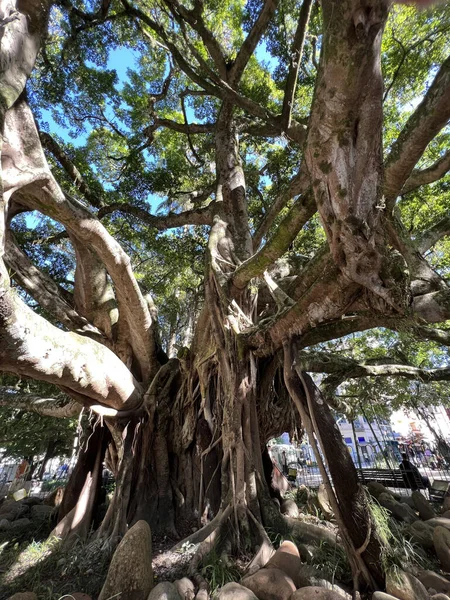 Αρχαίο Δέντρο Σύκο Ρίζες Εκτίθενται Στην Πλατεία Florianopolis — Φωτογραφία Αρχείου