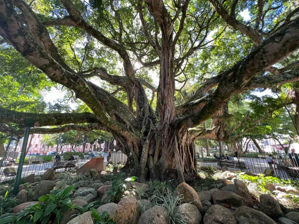 Árvore Figueira Antiga Com Raízes Expostas Praça Florianópolis — Fotografia de Stock