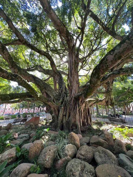 Árvore Figueira Antiga Com Raízes Expostas Praça Florianópolis — Fotografia de Stock