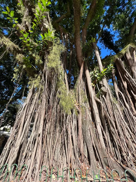 Starożytne Drzewo Figowe Korzeniami Wystawione Placu Florianopolis — Zdjęcie stockowe