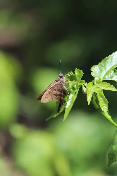 自然界中的昆虫飞蛾在丛林中飞舞 — 图库照片