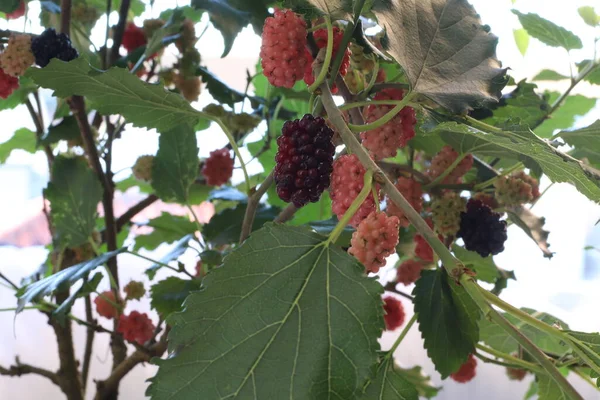Blackberry Tree Blackberry Fruit Brasil — Stock Photo, Image