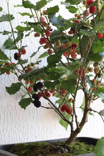 Βατόμουρο Δέντρο Blackberry Φρούτα Βραζιλία — Φωτογραφία Αρχείου