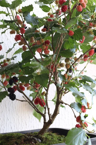 Blackberry Tree Blackberry Fruit Brasil — Stock Photo, Image