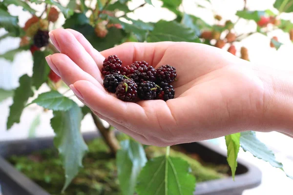 Blackberry Tree Blackberry Fruit Brasil — Stock fotografie