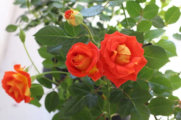 Orange Rosenknospe Mit Gelben Blüten — Stockfoto