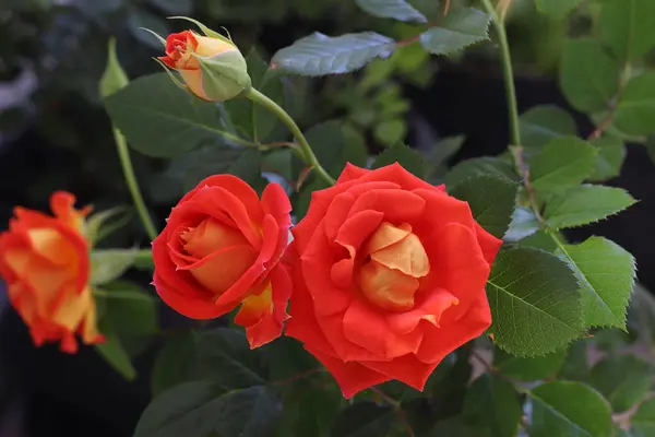 黄花橙玫瑰花蕾 — 图库照片