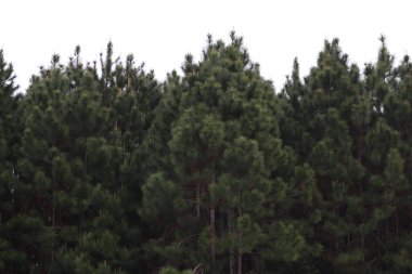 Çam kozalaklı Yeşil Çam Ağaçları