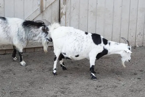 Ağsız Keçi Çocuk Hayvan