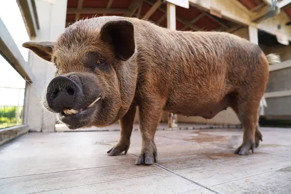 Yaban Domuzu Çiftlikte otluyor