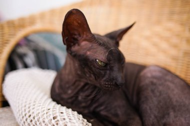 Zarif Siyah Sphynx Kedi Portresi Kılsız Kedi İfade Eden Gözler ve Buruşuk Cilt
