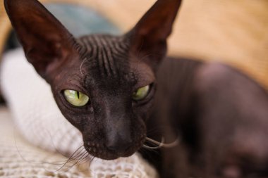 Zarif Siyah Sphynx Kedi Portresi Kılsız Kedi İfade Eden Gözler ve Buruşuk Cilt