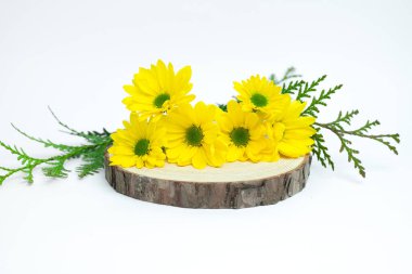 Parlak sarı papatyaların yer aldığı canlı doğa düzenlemesi. Kırsal ahşap bir dilim üzerinde her daim yeşil dallarla güzelce düzenlenmiş. Taze mevsimlik selamlaşmalar ya da çevre dostu tasarımlar için ideal..