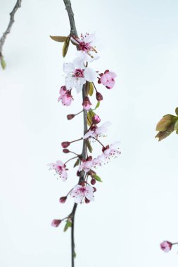 Yumuşak pembe ve beyaz çiçekli narin bir kiraz dalı minimalist beyaz bir arka planda. İlkbahar tasarımları ve doğadan esinlenilmiş projeler için mükemmel sakin ve zarif bir görüntü..