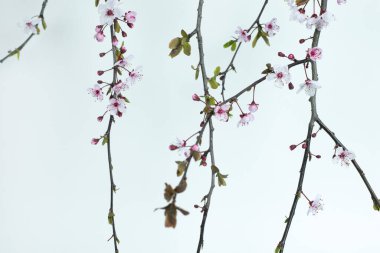 Yumuşak, nötr bir zemine karşı narin pembe ve beyaz çiçekli zarif kiraz dalları. Doğadan esinlenilmiş tasarımlar ve mevsimsel promosyonlar için mükemmel bir bahar sahnesi..