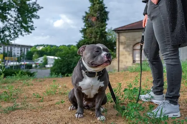 Görüntü, toprak bir arazide oturan gri ve beyaz bir köpeği gösteriyor. Siyah yakalı ve tasmalı. Köpek, gri pantolon ve beyaz spor ayakkabı giymiş tasma tutan birinin yanında. Arka planda ağaçlar, bir bina ve bulutlu bir gökyüzü var..
