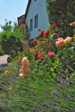 The lush greenery of the surrounding countryside frames the scene, while the crisp blue sky adds a touch of serenity. Every corner whispers stories of tradition, simplicity, and the quiet beauty of rural life. Whether it s the meticulously kept