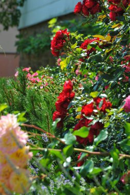 Çevredeki yemyeşil alanlar manzarayı güzelleştirirken, gevrek mavi gökyüzü biraz dinginlik katıyor. Her köşede gelenek, sadelik ve kırsal hayatın sessiz güzelliği hakkında hikayeler fısıldıyor. Titiz bir şekilde muhafaza edilmiş de olabilir.