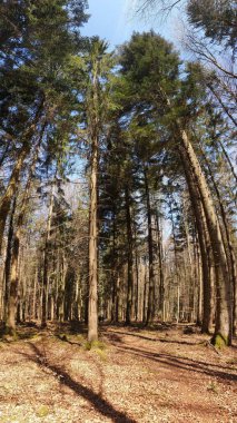 Almanya 'daki Kara Orman (Schwarzwald) büyüleyici bir doğa harikasıdır, burada yükselen eski ağaçlar yoğun bir tepe örtüsü oluşturarak sadece dağınık güneş ışığının geçmesine izin verir. Ormanın zemininde yosun düşmüş kütükler ve çürüyen yapraklar var.