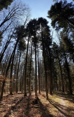 Almanya 'daki Kara Orman (Schwarzwald) büyüleyici bir doğa harikasıdır, burada yükselen eski ağaçlar yoğun bir tepe örtüsü oluşturarak sadece dağınık güneş ışığının geçmesine izin verir. Ormanın zemininde yosun düşmüş kütükler ve çürüyen yapraklar var.