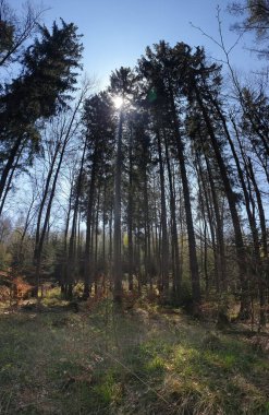 Almanya 'daki Kara Orman (Schwarzwald) büyüleyici bir doğa harikasıdır, burada yükselen eski ağaçlar yoğun bir tepe örtüsü oluşturarak sadece dağınık güneş ışığının geçmesine izin verir. Ormanın zemininde yosun düşmüş kütükler ve çürüyen yapraklar var.