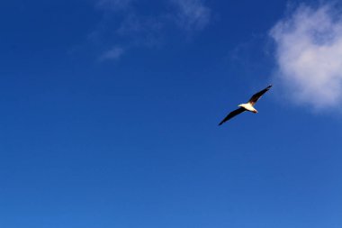 Mavi gökyüzünde dağınık beyaz bulutlarla uçan bir kuşun çarpıcı görüntüsü