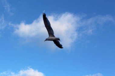 Mavi gökyüzünde dağınık beyaz bulutlarla uçan bir kuşun çarpıcı görüntüsü