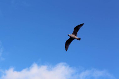 Mavi gökyüzünde dağınık beyaz bulutlarla uçan bir kuşun çarpıcı görüntüsü