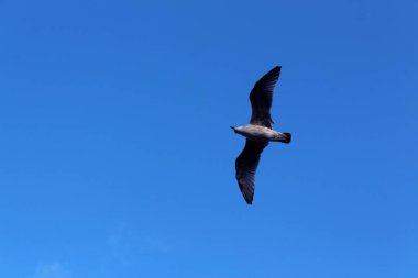 Mavi gökyüzünde dağınık beyaz bulutlarla uçan bir kuşun çarpıcı görüntüsü