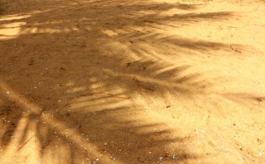 Görüntü, tropikal bir plajın dingin güzelliğini yakalar. Palmiye yapraklarının benekli gölgeleri, parlak güneş ışığı altında sıcak, altın kum boyunca uzanır.