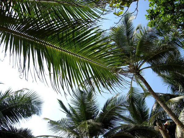 Güneşli bir günde yaprakları açık ve parlak mavi gökyüzüne uzanan sayısız canlı yeşil palmiye ağaçlarına bakıyorum..
