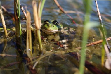 Yeşil ve kahverengi benekli bir kurbağa durgun bir su kütlesi içinde sazlıkların ve bulanık bitkilerin arasında dinlenir.