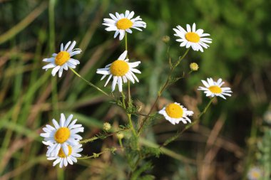 Parlak sarı merkezli birkaç narin beyaz çiçek, yaprakların ve sapların yumuşak yeşil arka planına karşı duruyor, doğal ışıkla yıkanmış.