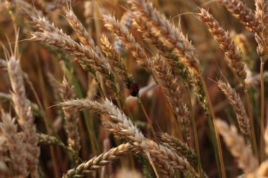 Yakın plan, Avusturya kırsalının tarımsal güzelliğini vurgulayan, küçük kırmızı ve siyah bir uğur böceğinin altın bir sapın üzerinde dinlendiği olgun buğday tarlasını yakalar.