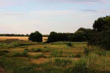 Huzurlu kırsal bir manzara, altın tarlaların yemyeşil ağaçlarla buluşmasıyla, yumuşak, bulutlu bir gökyüzünün altında, huzurlu bir kırsal huzuru çağrıştırıyor.