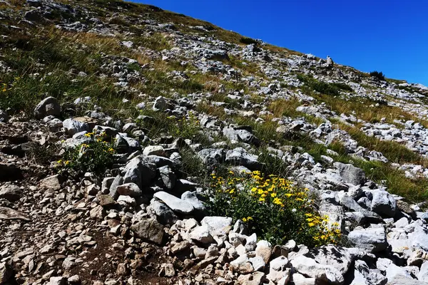 Görüntü, berrak mavi gökyüzünün altında kır çiçekleriyle süslenmiş kayalık bir yamaç görüntüler, engebeli ama canlı doğal bir manzarayı gözler önüne serer.