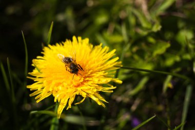 Bir bal arısı, açık hava sahnesinde yumuşak bir yeşil çimen zeminine kurulmuş canlı sarı bir karahindiba çiçeğinden özenle polen topluyor.