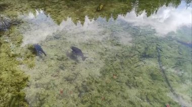 Sakin bir gölün berrak suları çeşitli balıkların doğal bitki örtüsü ve ağaçların yansımaları arasında yüzerek doğa severler için sakin bir atmosfer yarattığını gösteriyor..