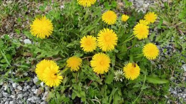 Güneşli bir günde yeşil yapraklarla çevrili kayalık bir bahçede açan parlak sarı karahindibalar.