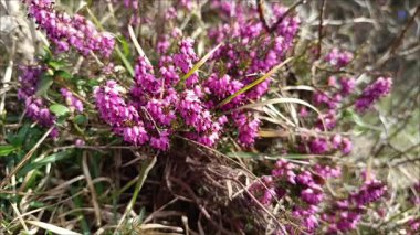 Çiçek açan güzel pembe çiçekler Erica ilkbahar bitkilerinin canlı renklerini gözler önüne seriyor.