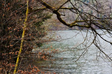 Avusturya 'nın Tyrol kentindeki Hechtsee gölünde sakin bir kış sahnesinde bulutlu bir gökyüzünün altında sakin ve soğuk sulara uzanan çıplak dallar görülüyor.
