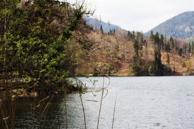 Hechtsee Gölü 'nün sakin ve gri suları Avusturya Tyrol bölgesinde yumuşak ve bulutlu bir gökyüzünün altındaki ağaçlarla kaplı dağları yansıtır.