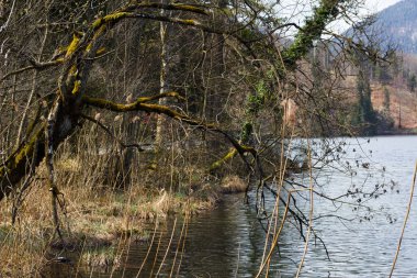 Yosun kaplı ağaçlar sakin göl boyunca uzanır. Dalları, ormanlık kıyı şeridi boyunca uzanan durgun sularda, yumuşak ve dağınık bir ışığın altında yansır.