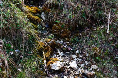 Yakın planda Walleralm, Avusturya 'da, doğal ışık altında, yosun, kaya ve kuru ve seyrek yeşil bitki örtüleriyle kaplı engebeli bir yamaç ortaya çıkıyor.