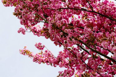 Sayısız canlı pembe kiraz çiçekleri yoğun bir şekilde bir ağacın karanlık dallarını kaplıyor, yumuşak, bulutlu bir gökyüzüne karşı çarpıcı bir çiçek gösterisi yaratıyor.