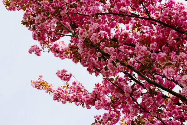 Sayısız canlı pembe kiraz çiçekleri yoğun bir şekilde bir ağacın karanlık dallarını kaplıyor, yumuşak, bulutlu bir gökyüzüne karşı çarpıcı bir çiçek gösterisi yaratıyor.