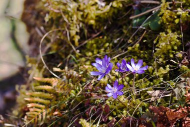 Üç canlı mor çiçek, beyaz aksanlı karaciğer yaprağı orman zemininde yeşil yosun ve kahverengi yaprak zeminine karşı duruyor.