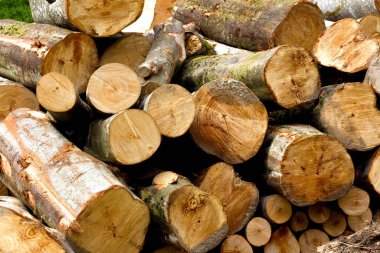 Doğranmış kütükler ve yakacak odunları bir araya getirerek odunların dokusunu ve halkalarını ortaya çıkarıyorlar.