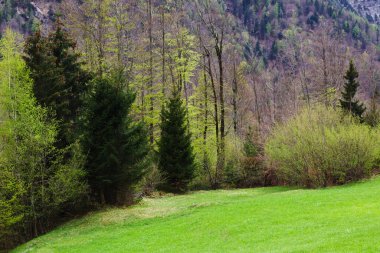 Canlı yeşil bir çayır, Avusturya 'nın berrak güneş ışığı altında hem yemyeşil hem de yaprak döken ağaçları sergiliyor.