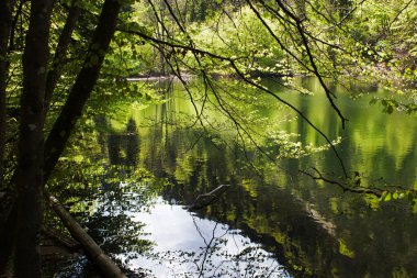 Huzurlu Pfrillsee Gölü çevresindeki yemyeşil ve sakin sulardaki ağaçları yansıtıyor.